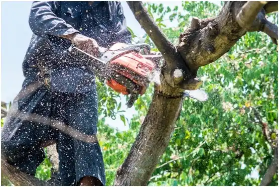 tree services Eatonville